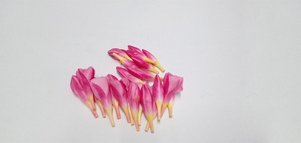 Ganneru / Oleander  flowers